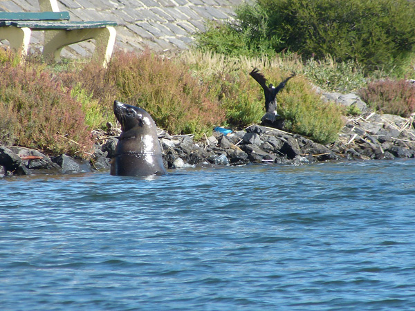 Seal-in-the-river---photo-b