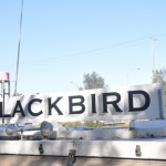 Blackbird—photo-by-Ursula