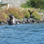 Seal-in-the-river—photo-b