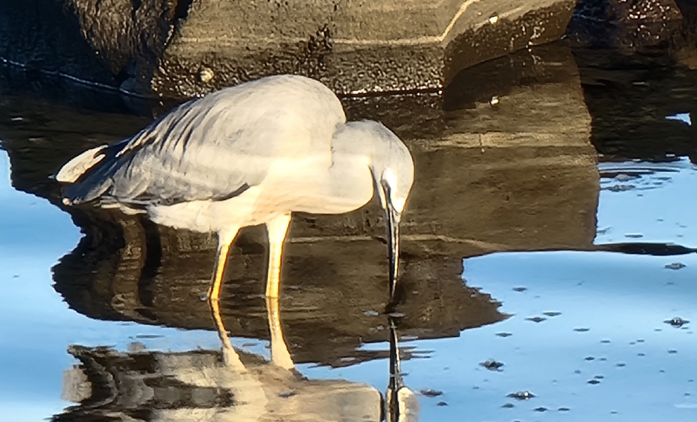 What bird is that? A guide to twitching in the west The Westsider