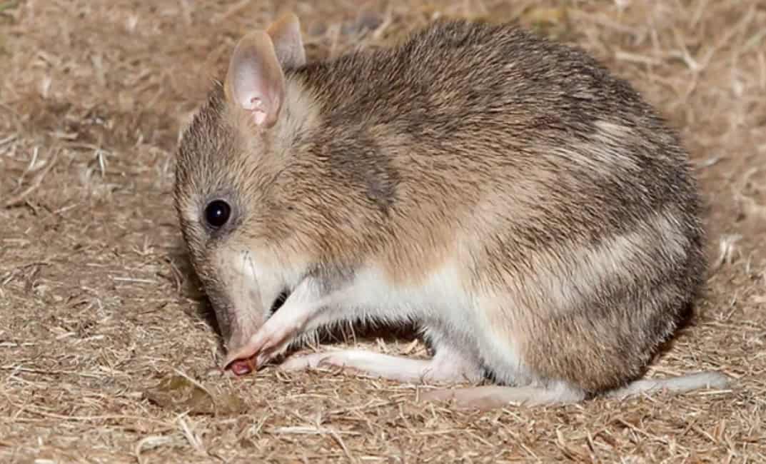 Mt Rothwel DEEP WEST: Mt Rothwell Biodiversity Centre, Little River - The Westsider